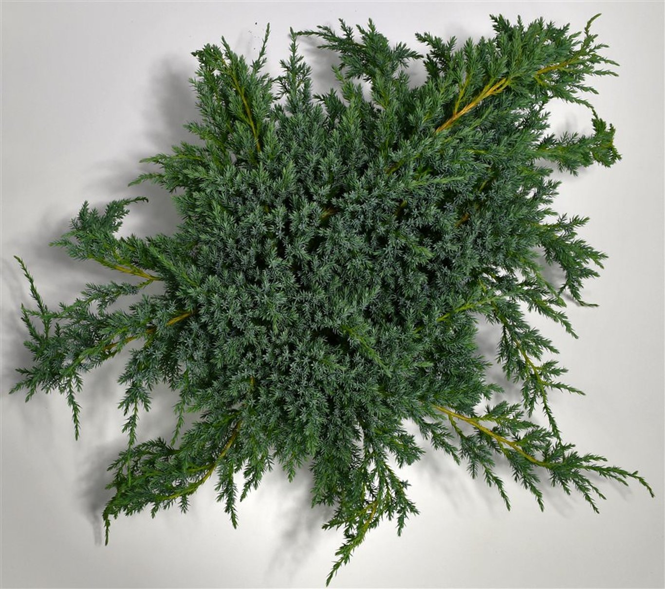 Juniperus squamata 'Blue Carpet' - C7.5 50-60 CM